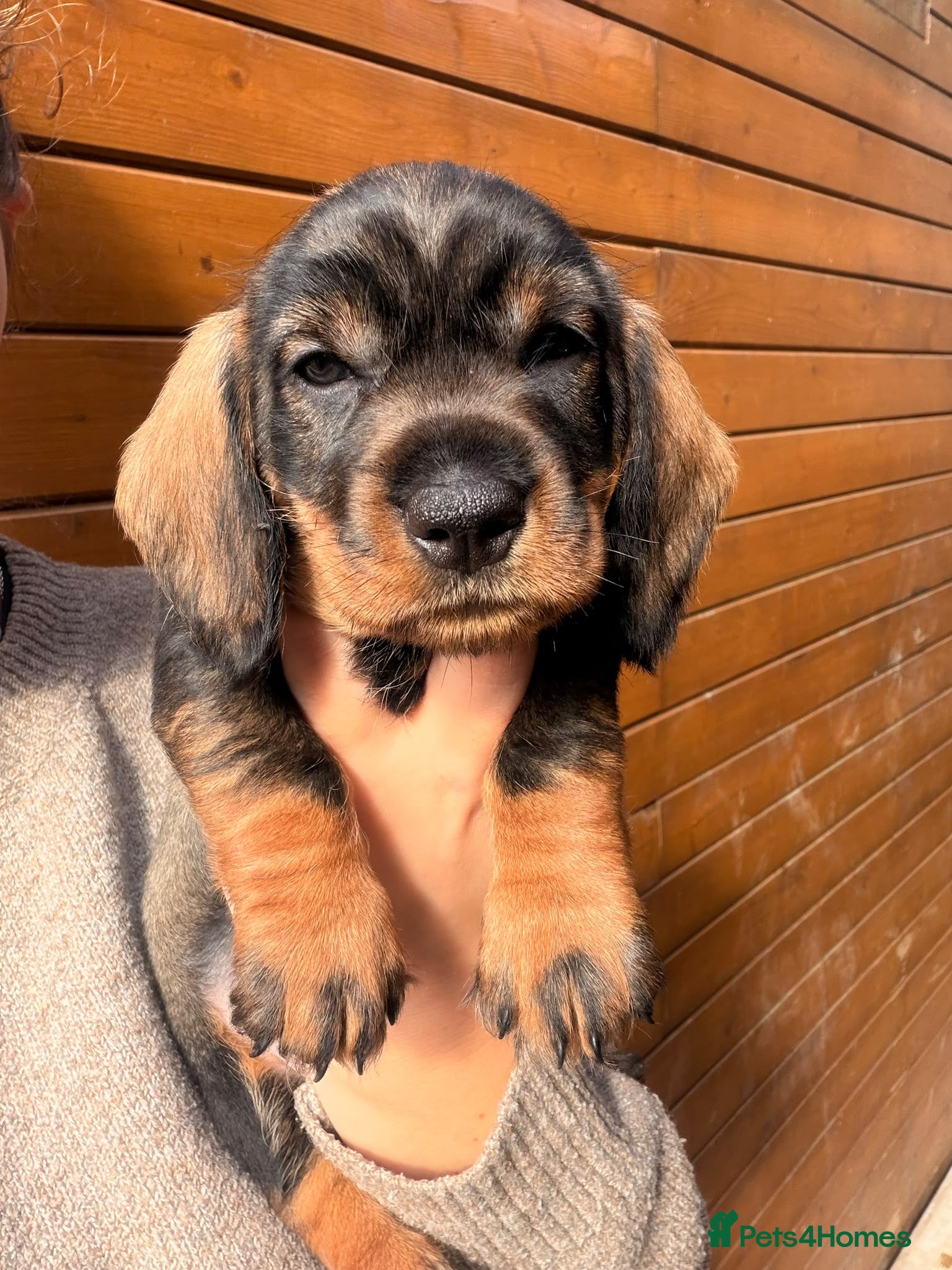 Dachshund dogs Standard quality Wire haired dachs - Advert 2