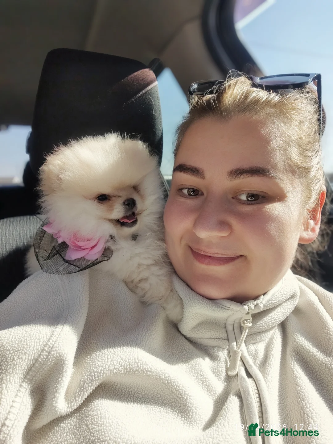 Pomeranian dogs for sale: Pomeranian Teddy Bear Spitz BONNLY DEE - Advert 2