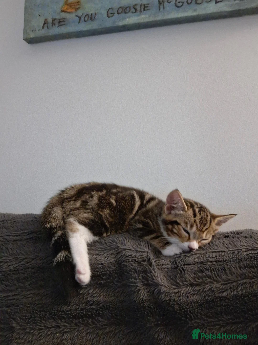 Mixed Breed cats for sale:  Female Kitten  - Advert 2