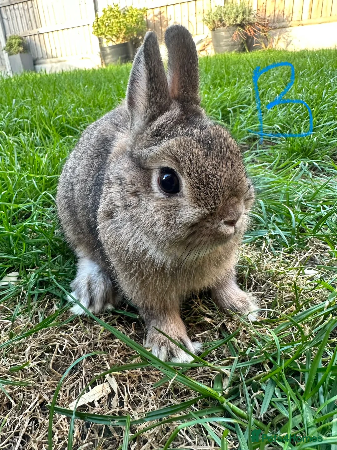 Netherland Dwarf rabbits for sale: Netherland Dwarf rabbits for sale  - Advert 19