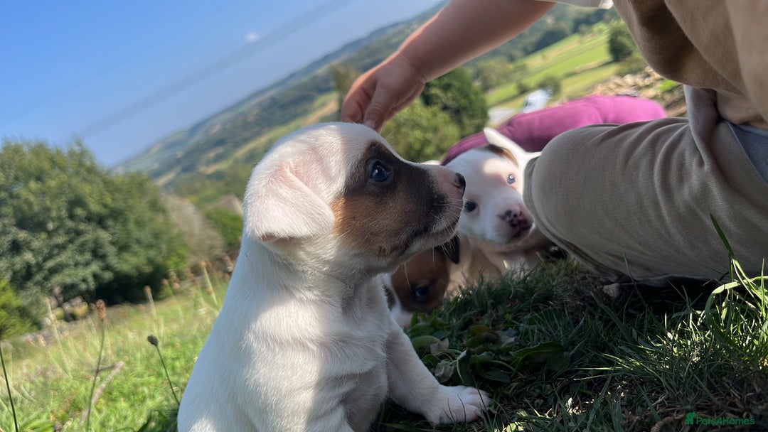 Jack Russell dogs for sale: Miniature Jack Russell terrier puppies  - Image 16