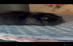 Mini Lion Lop rabbits for sale: New litter mini lion lop rabbits - Image 3
