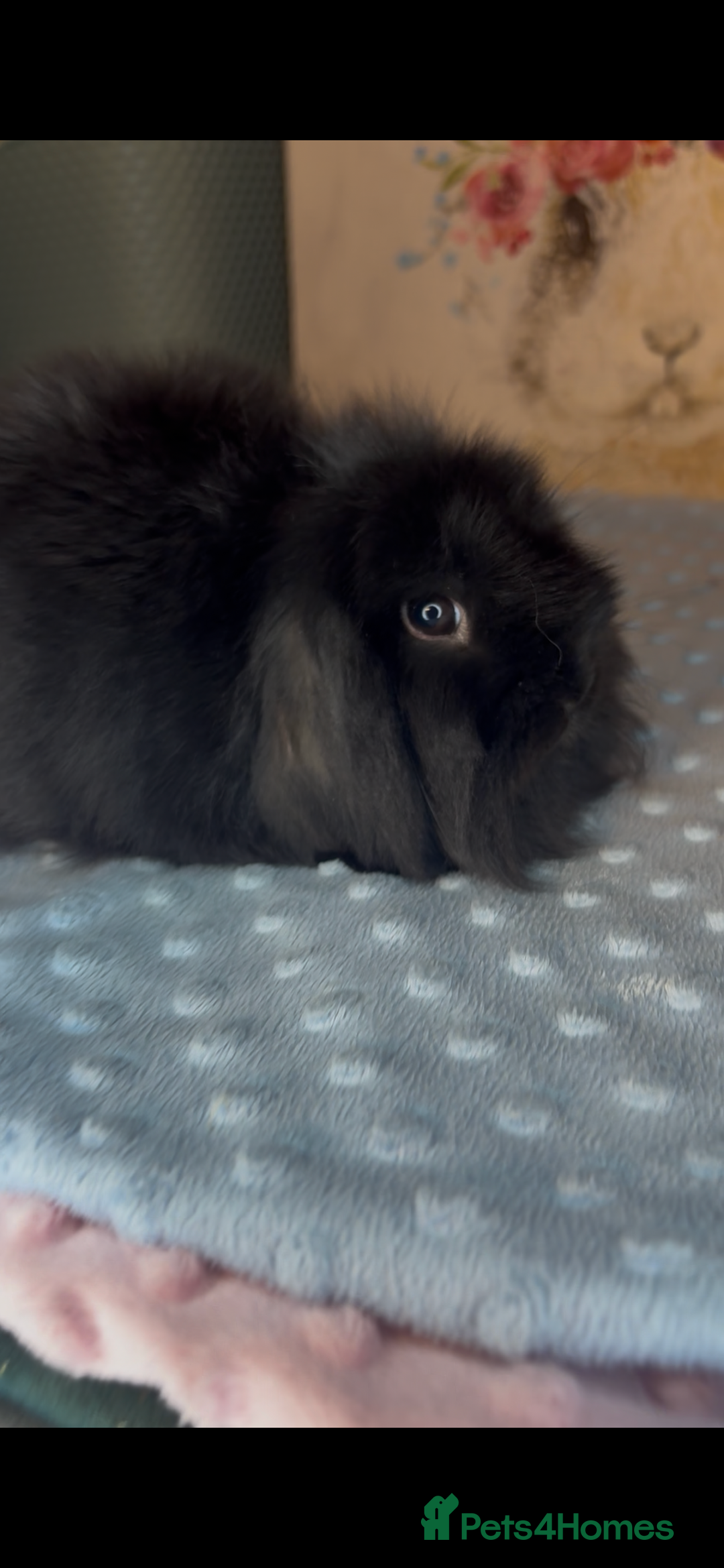 Mini Lion Lop rabbits for sale: New litter mini lion lop rabbits - Image 3