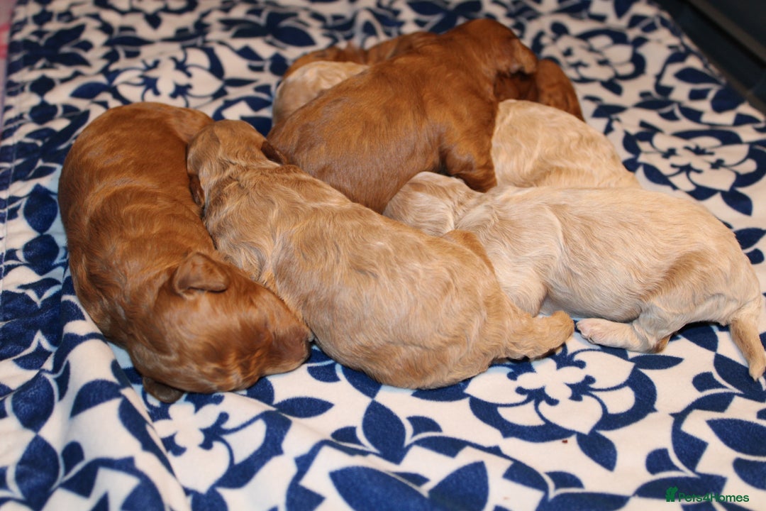 Poochon dogs for sale: Beautiful mini poochons puppies  - Advert 10