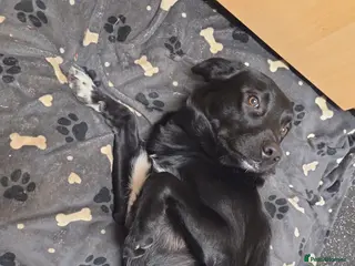 Borador dogs Bear. - Advert 15