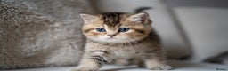 British Shorthair cats for sale: 1 girl available  - Advert 18