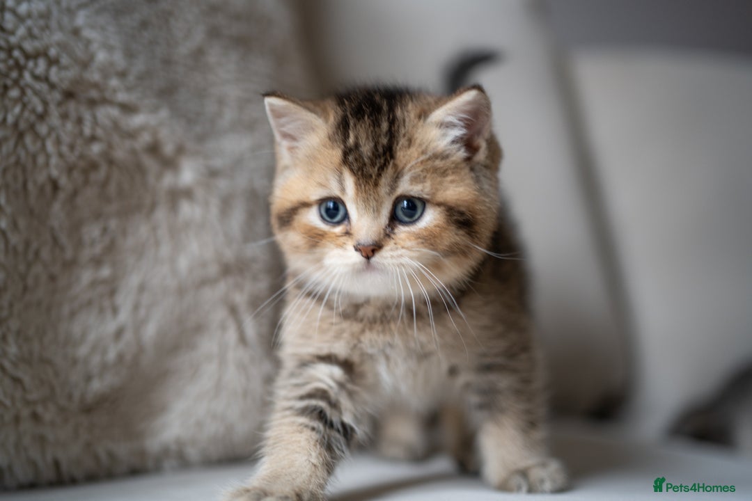 British Shorthair cats for sale: 1 girl available  - Advert 18