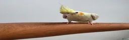 Cockatiels birds for sale: 9 Week Hand tamed female baby cockatiel dna tested in London - Advert 6