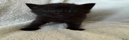 Persian cats for sale: 🐾 Adorable Persian Cross Kittens 🐾 - Advert 7