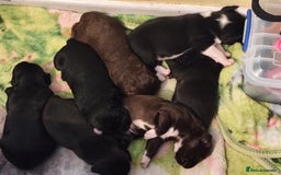 Mixed Breed dogs for sale: Frenchie x Sprocker pups - Image 10