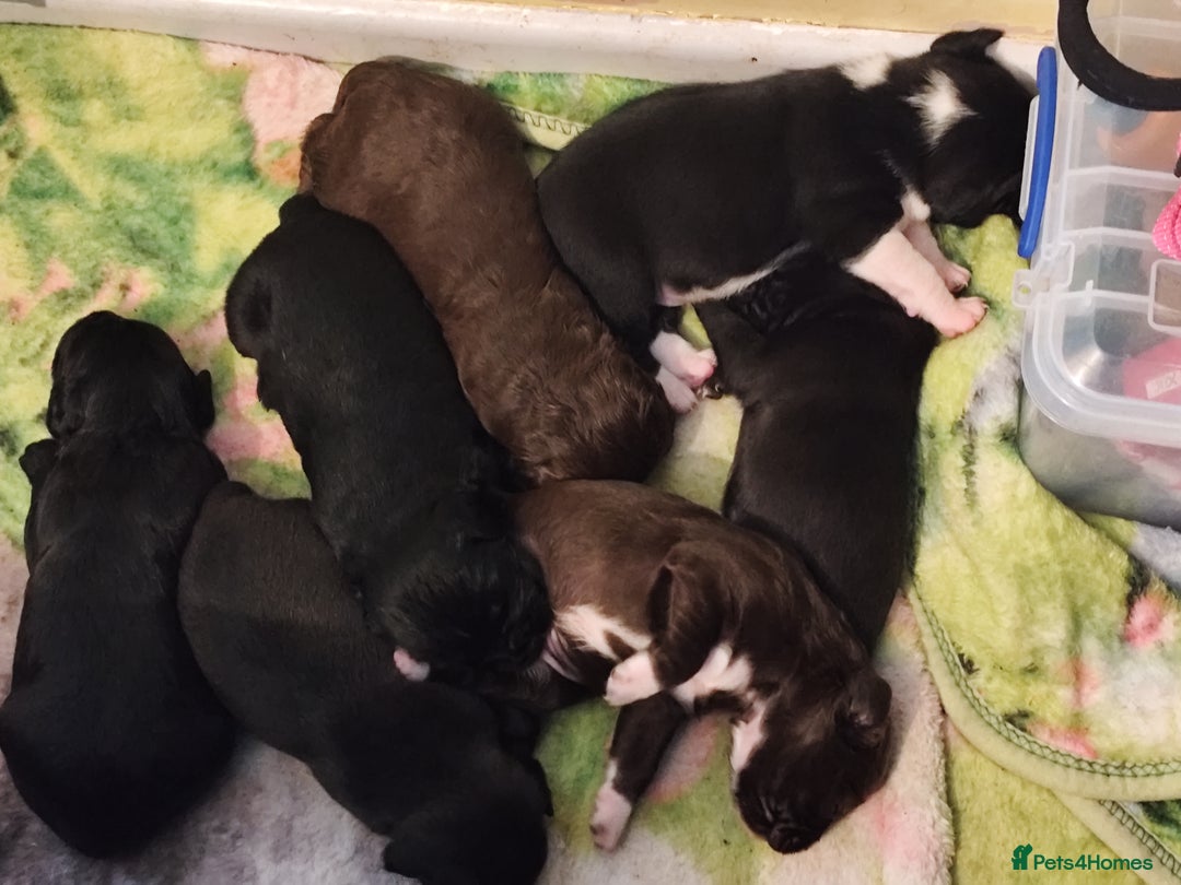 Mixed Breed dogs for sale: Frenchie x Sprocker pups - Image 10