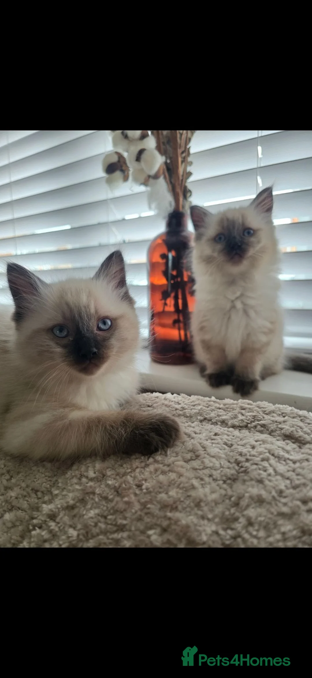 Ragdoll cats for sale: Ragdoll Babies  - Advert 11