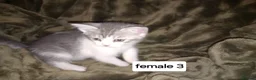 Persian cats for sale: Persian x sphynx accidental litter - Advert 12