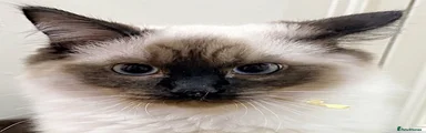 Ragdoll 1