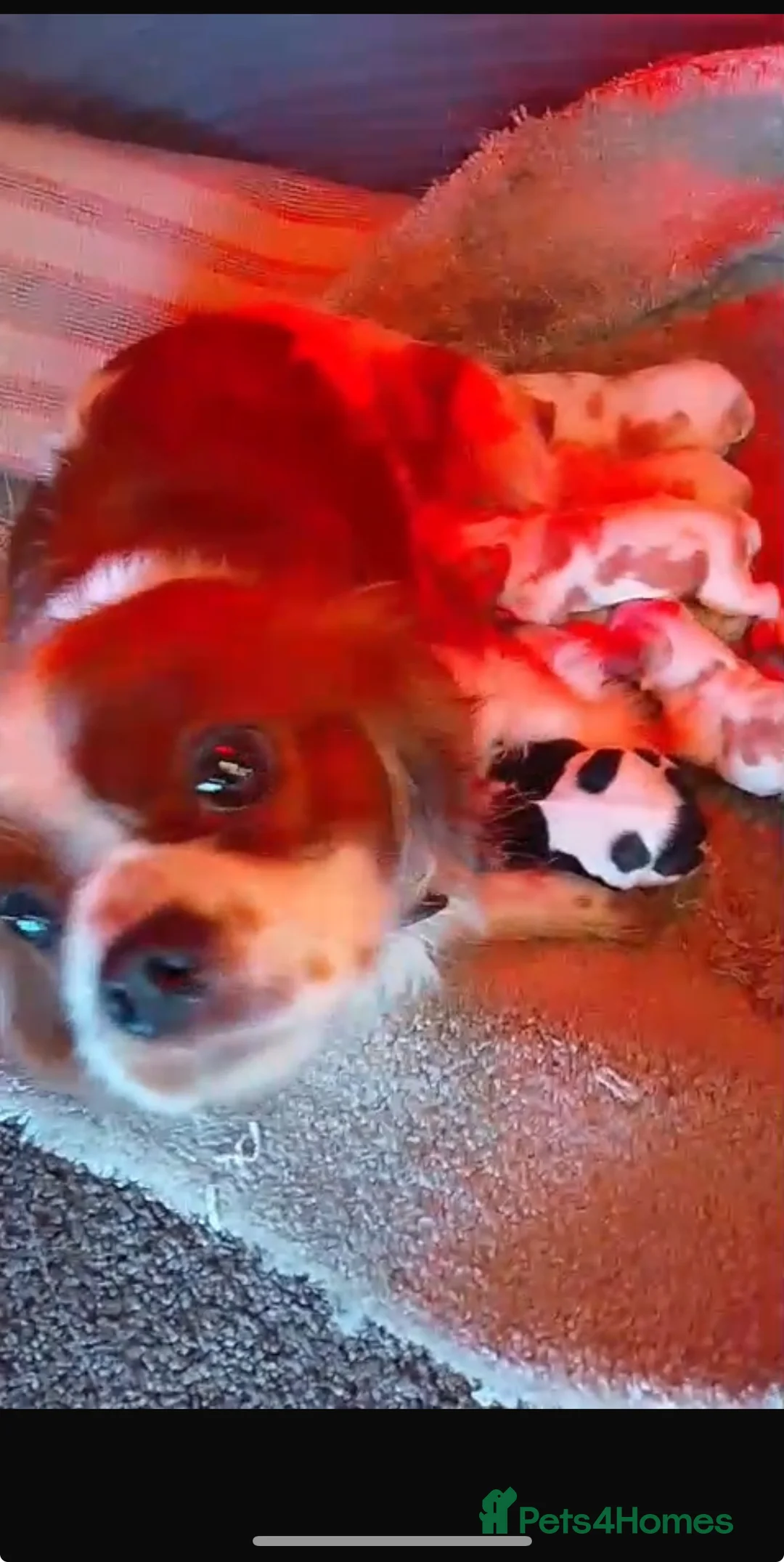 Cavalier King Charles Spaniel dogs for sale: Beautiful Cavalier King Charles boy for sale  - Advert 2