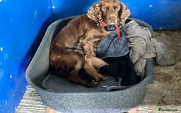 Cocker Spaniel dogs for sale: Working cocker spaniels - Image 4