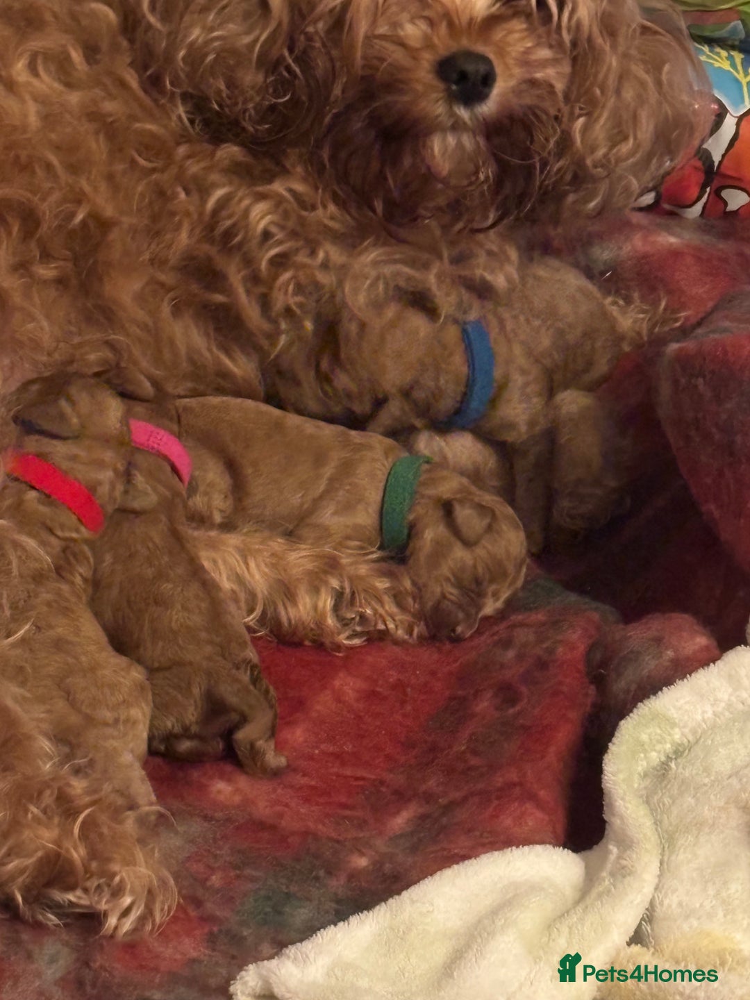 Cavapoo dogs for sale: F1B Red Toy Cavapoos- Health Tested  ************  - Advert 10