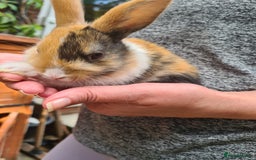 Lionhead rabbits for sale: Lionhead x Lop Baby Bunnies - Image 5