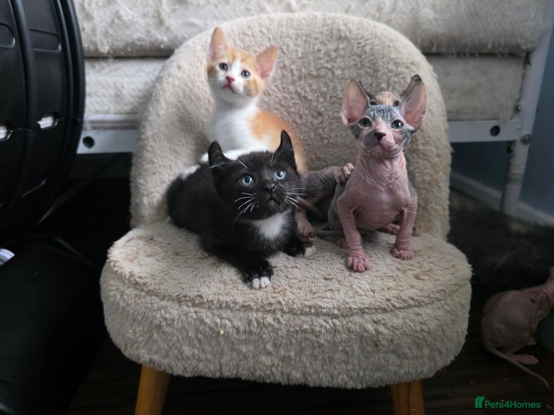 Mixed Breed cats for sale: Adorable Male Kitten – Sphynx x Devon Rex Cross - Advert 10