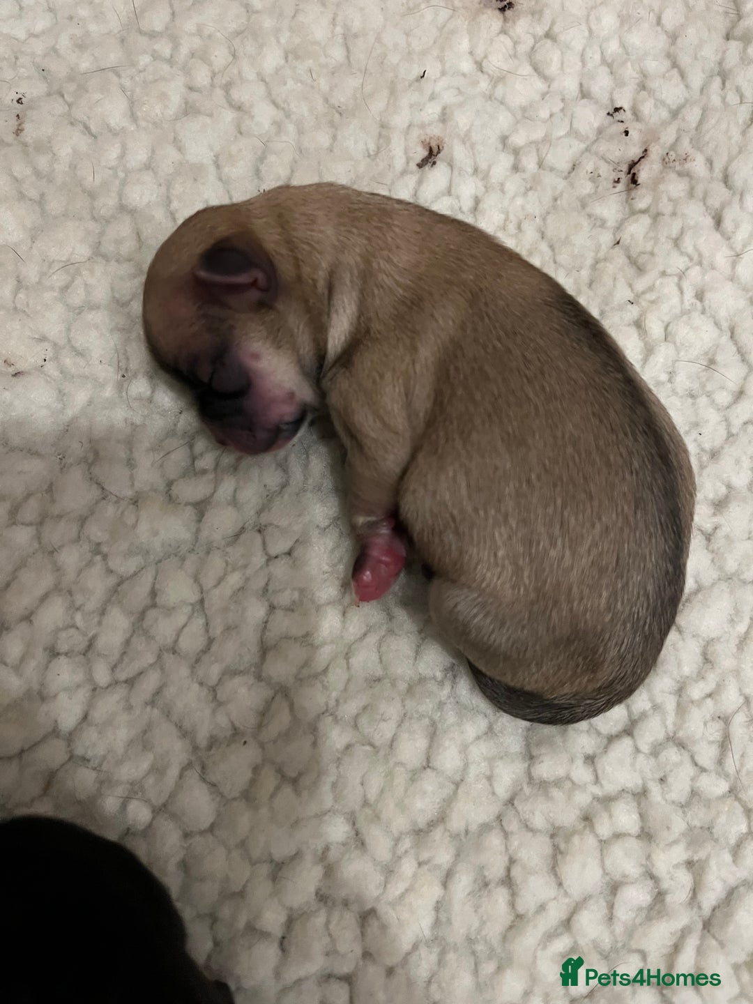 Mixed Breed dogs for sale: Malchi pups available  - Advert 8