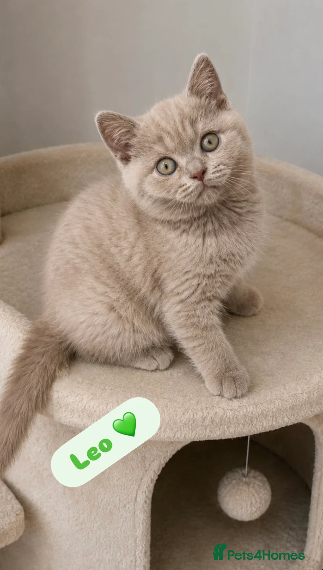 British Shorthair cats for sale: GCCF/TICA Registered British Shorthair Kittens - Advert 22