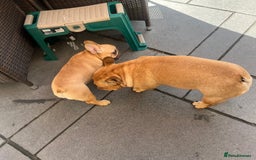 French Bulldog dogs for sale: 🧡French Bulldog Girl🧡 - Image 3
