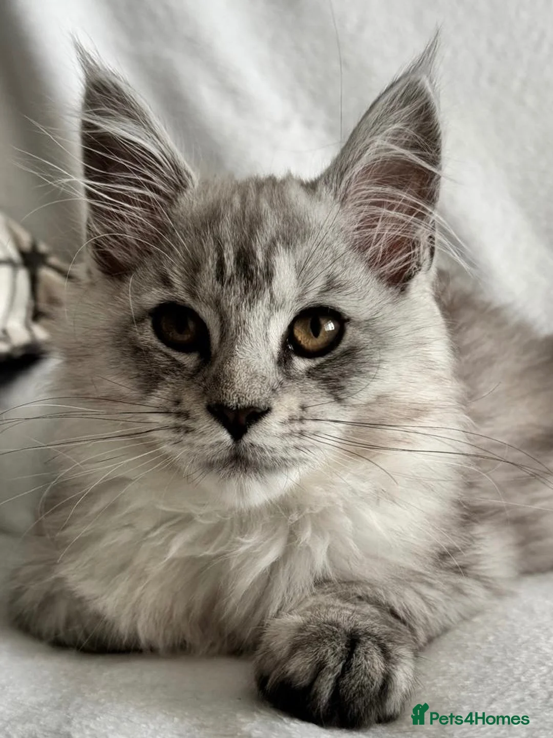 Maine Coon cats for sale: TICA Health Tested Black Silver Maine Coon - Advert 1