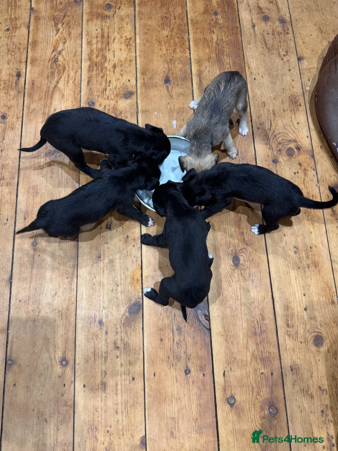 Mixed Breed dogs for sale: Bedlington Whippet Puppies 🐶🐾🐾 - Advert 2