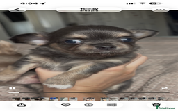 Chihuahua dogs for sale: Chocolate Girl, Blue Boy Longhair Chihuahua  - Image 16