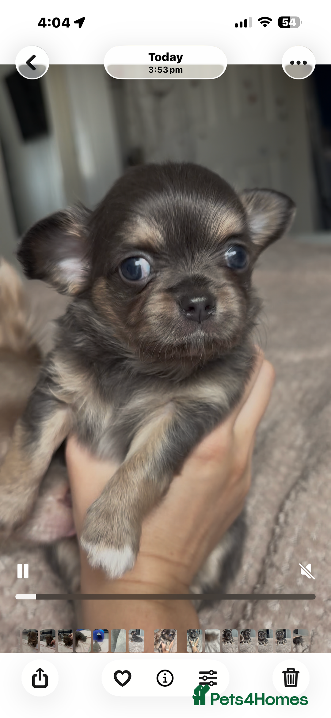 Chihuahua dogs for sale: Chocolate Girl, Blue Boy Longhair Chihuahua  - Image 16