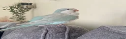 Parakeets birds for sale: Female Quaker  in Halifax - Advert 2