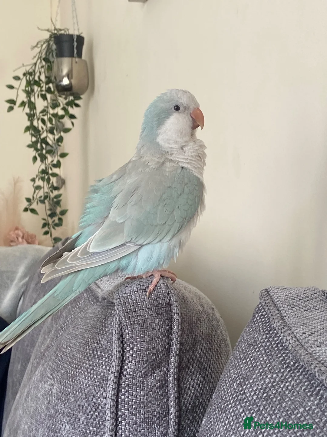 Parakeets birds for sale: Female Quaker  in Halifax - Advert 2