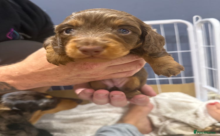 Dachshund dogs - Advert 3