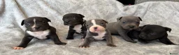 Staffordshire Bull Terrier dogs for sale: Stunning Staffordshire bull terrier puppies in Manchester - Advert 22