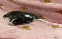 Australian Shepherd dogs for sale: Exceptional Australian Shepherd Puppies - Image 19