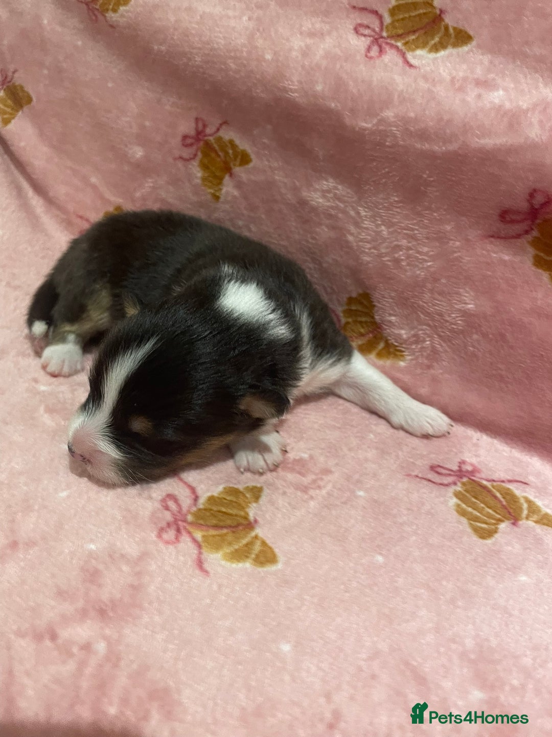 Australian Shepherd dogs for sale: Exceptional Australian Shepherd Puppies - Image 19