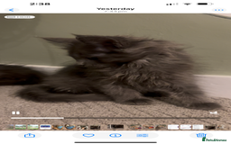 Maine Coon cats for sale: Maine Coon girls READY NOW Russian sired  - Image 35