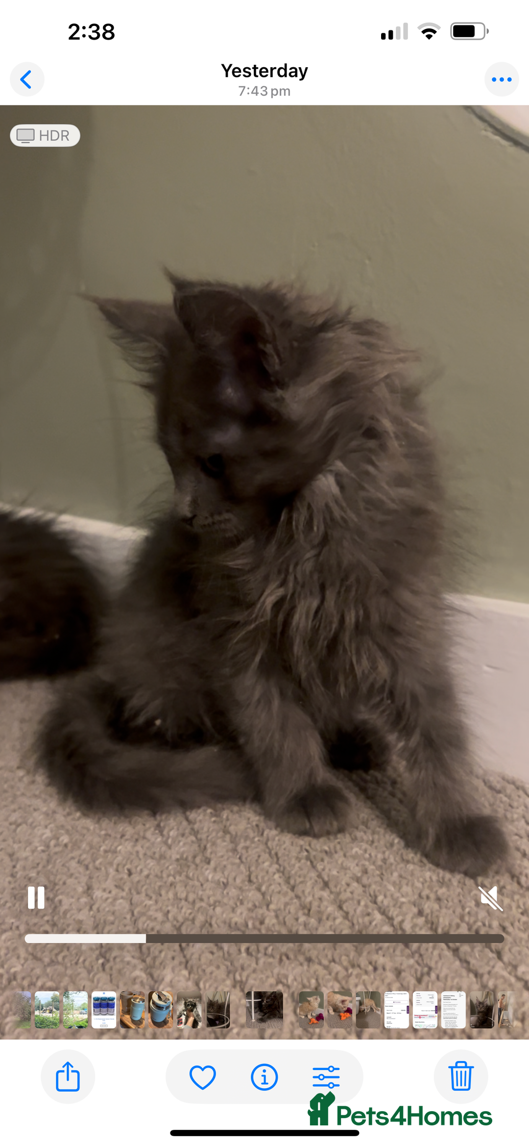 Maine Coon cats for sale: Maine Coon girls READY NOW Russian sired  - Image 35