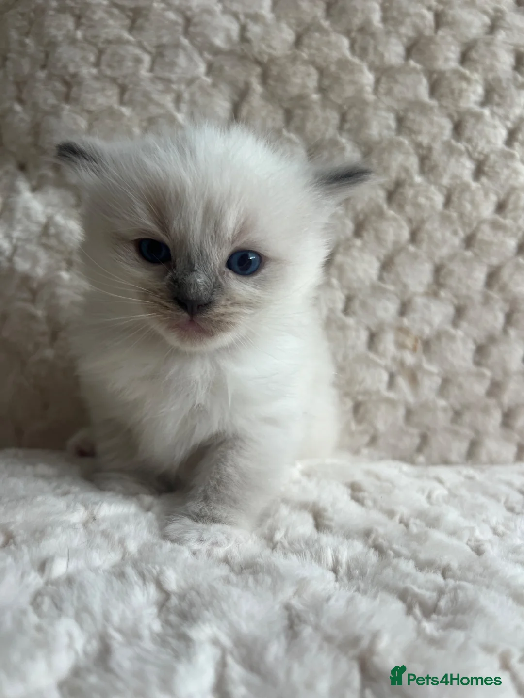 Ragdoll cats for sale: Ragdoll kittens ready September  - Advert 40
