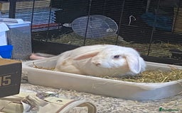 English rabbits for sale: White and Ginger female rabbit - Image 5
