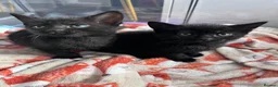 Domestic Shorthair cats for sale: 2 Males left! Black kittens ready 24th June!  - Advert 1