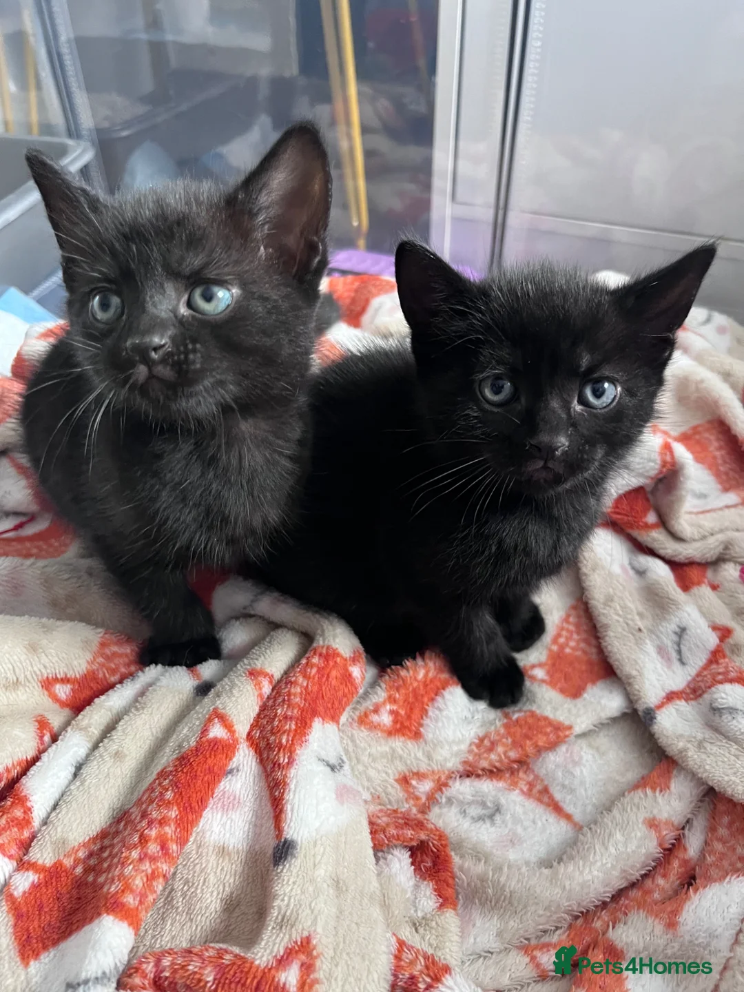 Domestic Shorthair cats for sale: 2 Males left! Black kittens ready 24th June!  - Advert 1