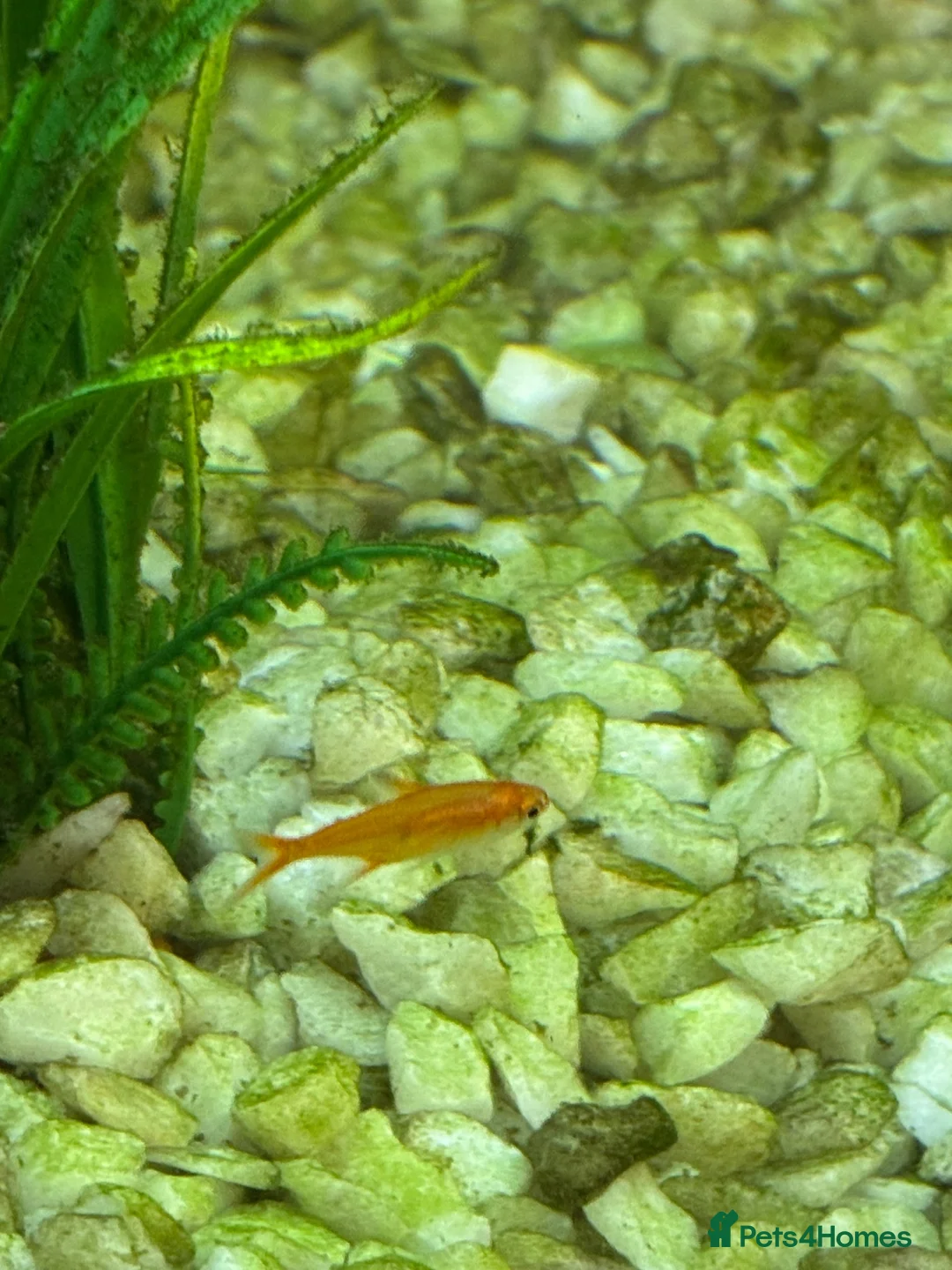 Corys fish for sale: Tropical Fish Tank in Derby - Advert 2