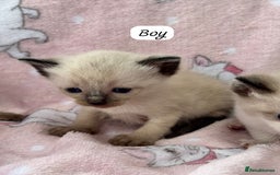 Ragdoll cats for sale: Ragdoll kittens  - Image 9