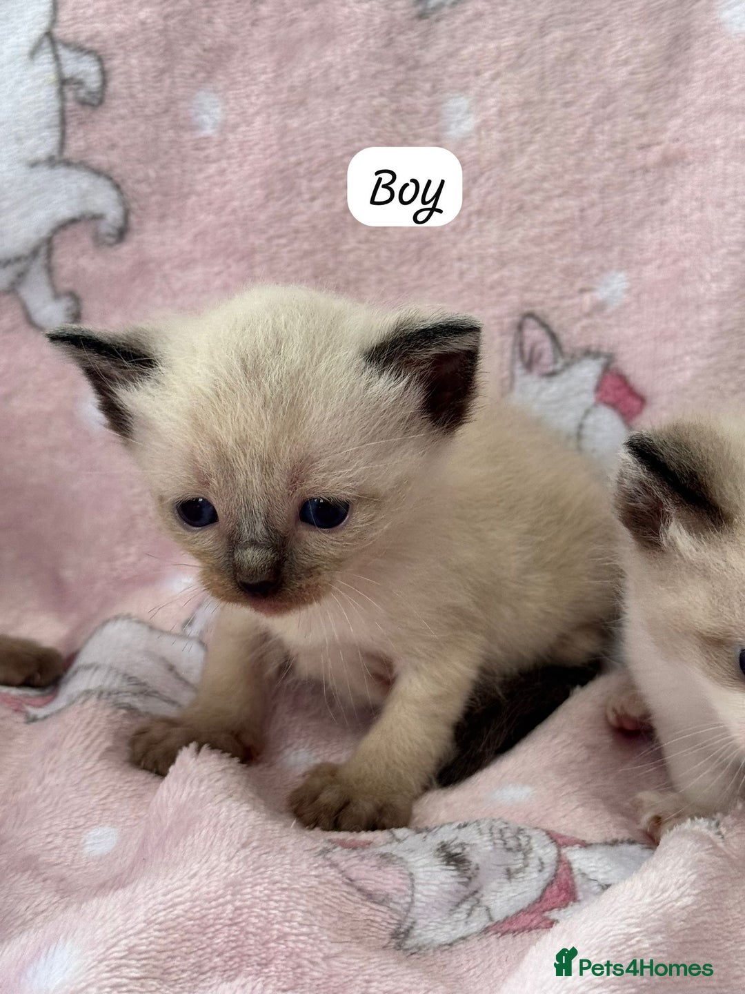 Ragdoll cats for sale: Ragdoll kittens  - Image 9