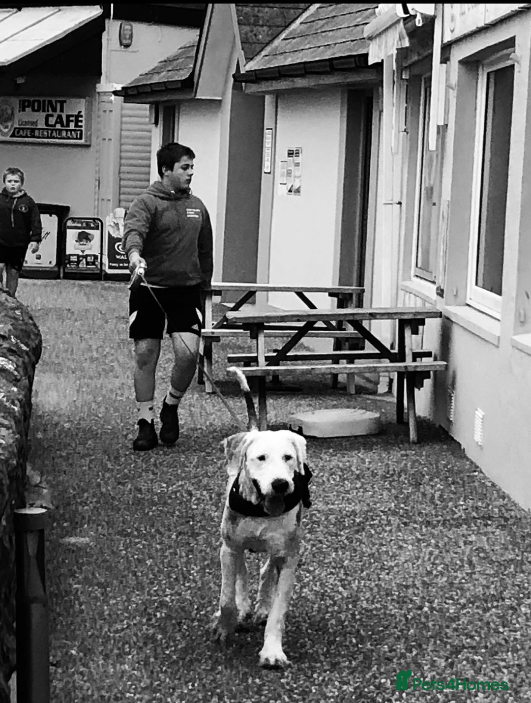 Old English Sheepdog dogs for sale: Old English sheep dogs kc  - Advert 9