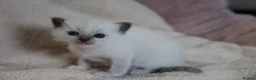 Ragdoll cats for sale: GCCF Ragdoll kittens. Lynx, Blue point. in Basingstoke - Advert 6