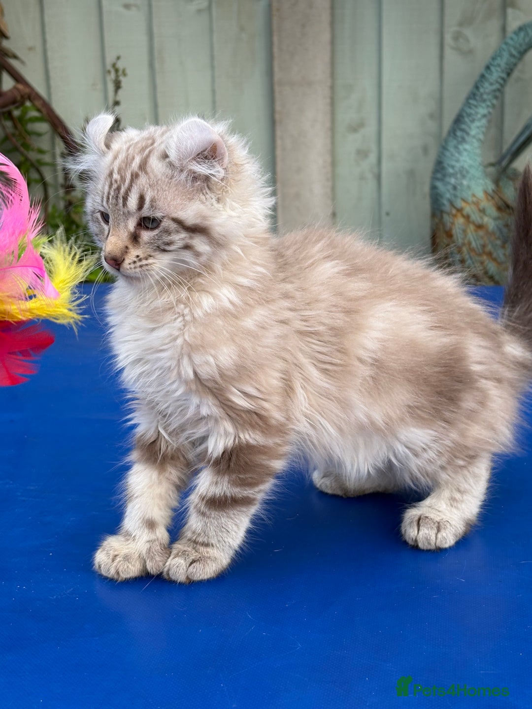 Keetso cats for sale: Stunning rare longhaired polydactyl curled eared  - Advert 23