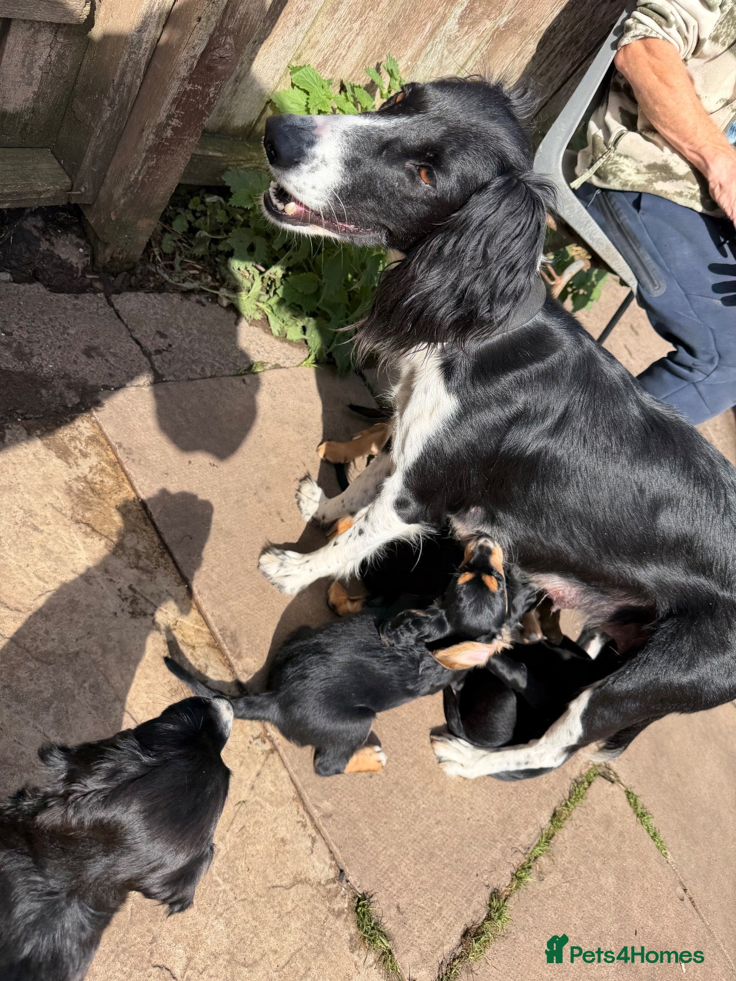 Mixed Breed dogs 3 quarter Spaniel 1 quarter lurcher pups  - Advert 2