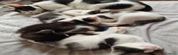 Mixed Breed cats for sale: Lovely kittens looking for forever homes - Advert 1